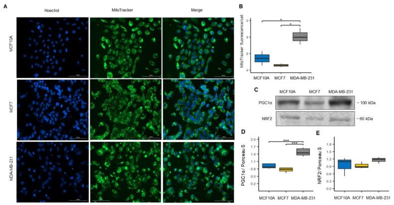 https://cdn.ncbi.nlm.nih.gov/pmc/blobs/3edc/8945677/897894fa5085/biomolecules-12-00379-g002.jpg