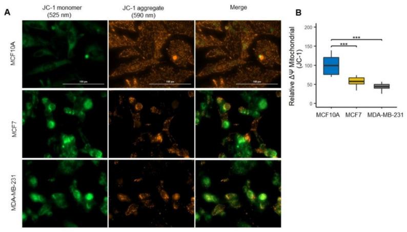 https://cdn.ncbi.nlm.nih.gov/pmc/blobs/3edc/8945677/ae930ddb189b/biomolecules-12-00379-g004.jpg