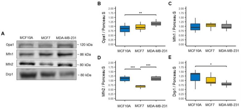 https://cdn.ncbi.nlm.nih.gov/pmc/blobs/3edc/8945677/ebc01da044df/biomolecules-12-00379-g001.jpg