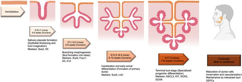 https://cdn.ncbi.nlm.nih.gov/pmc/blobs/3edd/11759724/8d88bf71dadd/13619_2025_221_Fig1_HTML.jpg