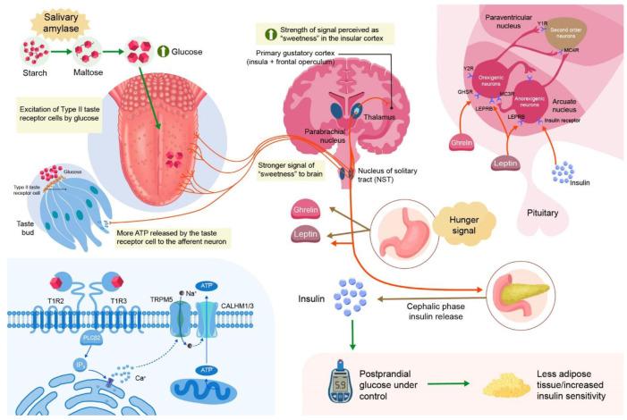 https://cdn.ncbi.nlm.nih.gov/pmc/blobs/3ee3/12347534/cffdd38d1848/ijms-26-07365-g001.jpg