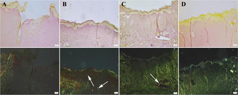 https://cdn.ncbi.nlm.nih.gov/pmc/blobs/3ee6/11872767/613d6229ddce/12011_2024_4268_Fig12_HTML.jpg