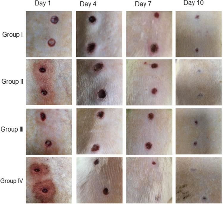 https://cdn.ncbi.nlm.nih.gov/pmc/blobs/3ee6/11872767/e2ad53c7a81f/12011_2024_4268_Fig9_HTML.jpg