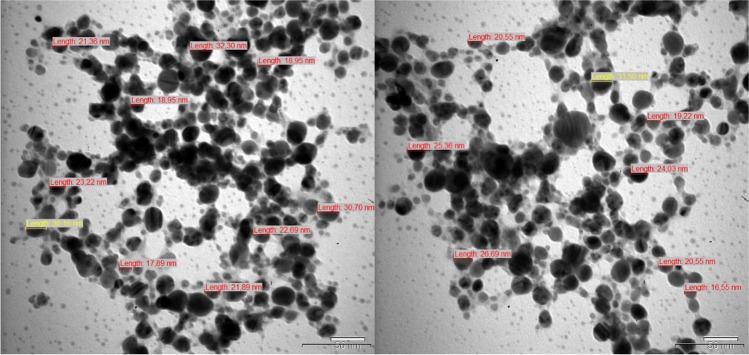 https://cdn.ncbi.nlm.nih.gov/pmc/blobs/3ee6/11872767/f887844deb7e/12011_2024_4268_Fig5_HTML.jpg