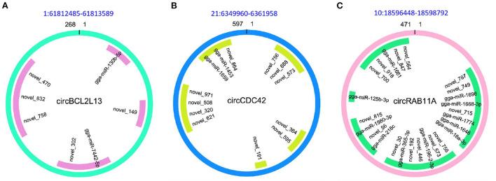 https://cdn.ncbi.nlm.nih.gov/pmc/blobs/3eea/9521048/99f6049cdc6c/fvets-09-1005899-g0006.jpg