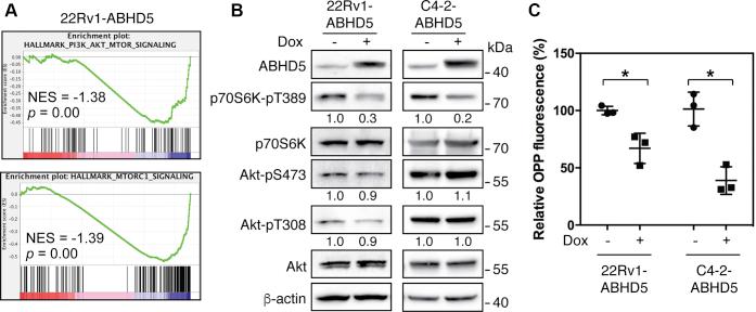 https://cdn.ncbi.nlm.nih.gov/pmc/blobs/3eeb/7949079/bc2fd1785cc7/gr2.jpg