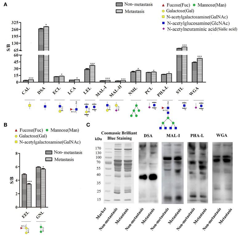 https://cdn.ncbi.nlm.nih.gov/pmc/blobs/3eec/5500640/d3e1fb96684a/fphys-08-00472-g0002.jpg