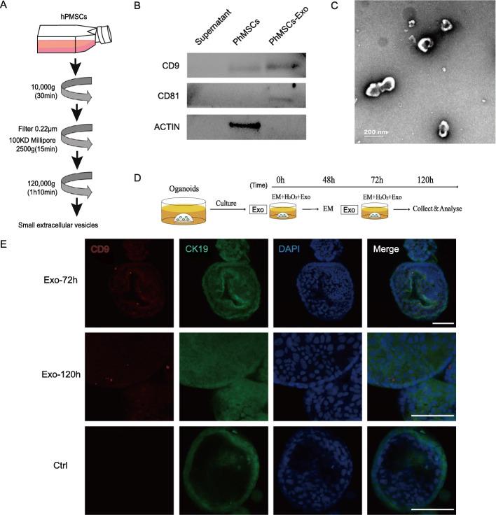 https://cdn.ncbi.nlm.nih.gov/pmc/blobs/3eed/7983269/04287c07eddf/13287_2021_2271_Fig4_HTML.jpg