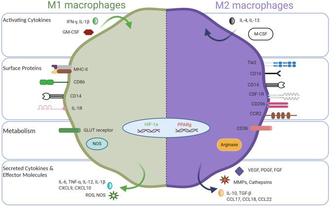 https://cdn.ncbi.nlm.nih.gov/pmc/blobs/3eed/8102870/54c01b4aa92a/fimmu-12-643771-g0001.jpg