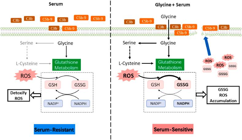 https://cdn.ncbi.nlm.nih.gov/pmc/blobs/3eee/9615314/f512f200c00e/gr9.jpg