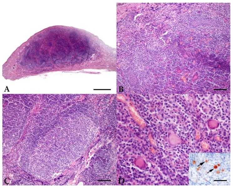 https://cdn.ncbi.nlm.nih.gov/pmc/blobs/3ef0/9227255/048f2501ab52/pathogens-11-00634-g001.jpg