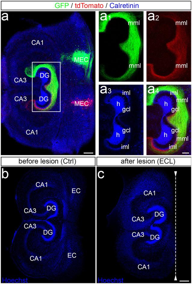 https://cdn.ncbi.nlm.nih.gov/pmc/blobs/3ef2/8194403/a266adff64c0/fnana-15-682383-g0001.jpg