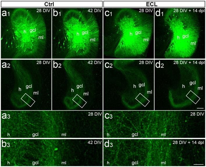 https://cdn.ncbi.nlm.nih.gov/pmc/blobs/3ef2/8194403/c7a64aef5436/fnana-15-682383-g0003.jpg