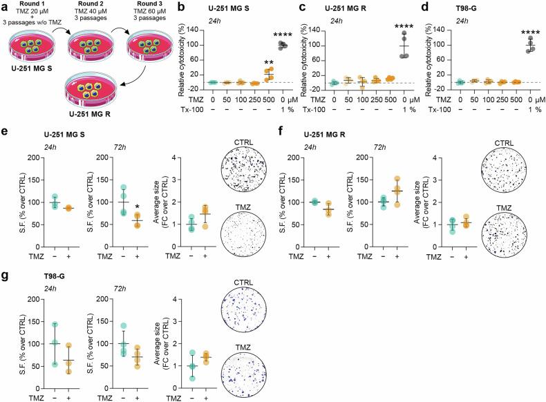 https://cdn.ncbi.nlm.nih.gov/pmc/blobs/3ef3/12022057/5511d5980bc8/41419_2025_7667_Fig1_HTML.jpg