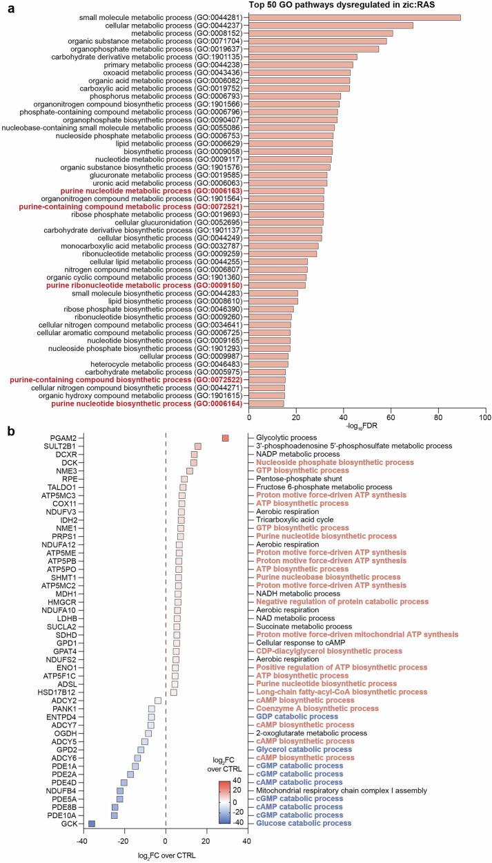 https://cdn.ncbi.nlm.nih.gov/pmc/blobs/3ef3/12022057/7c982f35f45d/41419_2025_7667_Fig4_HTML.jpg