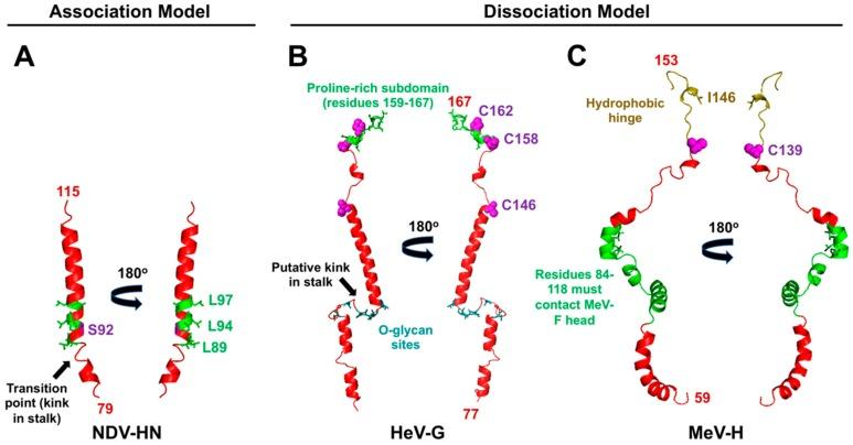 https://cdn.ncbi.nlm.nih.gov/pmc/blobs/3ef4/7077268/263223161937/viruses-12-00161-g004.jpg