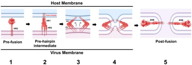 https://cdn.ncbi.nlm.nih.gov/pmc/blobs/3ef4/7077268/e863ade4bae4/viruses-12-00161-g006.jpg