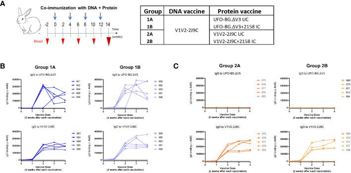 https://cdn.ncbi.nlm.nih.gov/pmc/blobs/3ef5/10579950/c327db55d0fa/fimmu-14-1271686-g003.jpg