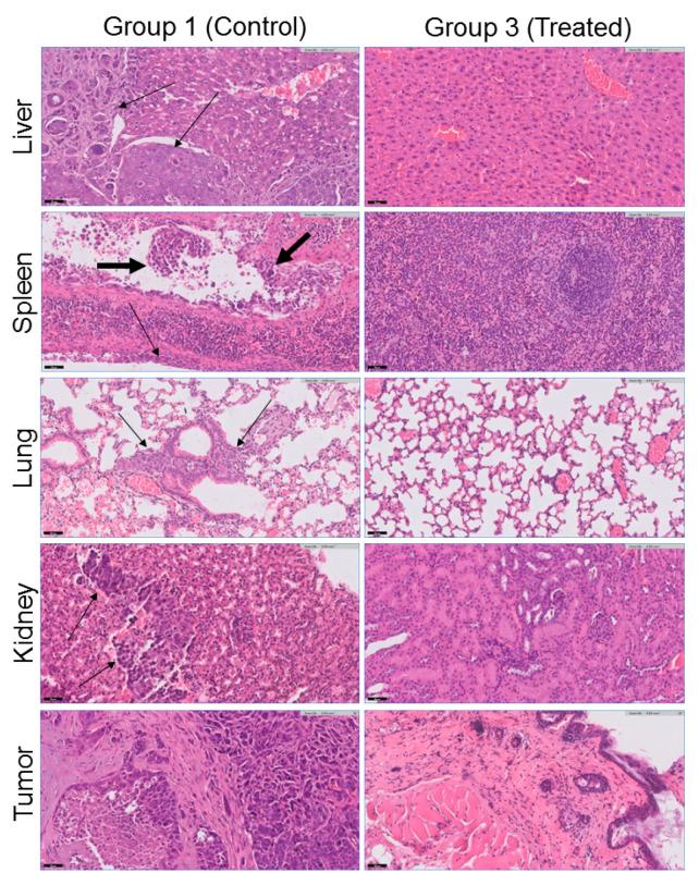 https://cdn.ncbi.nlm.nih.gov/pmc/blobs/3ef7/11431973/6ed387b63396/ijms-25-10137-g009.jpg