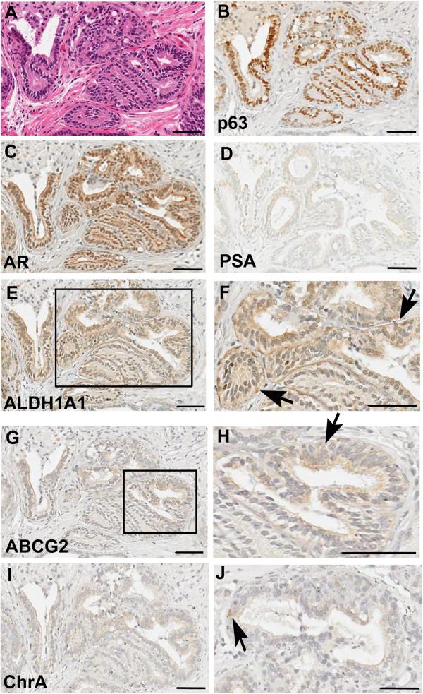https://cdn.ncbi.nlm.nih.gov/pmc/blobs/3efc/3854760/7c0402030e5e/scrt343-4.jpg