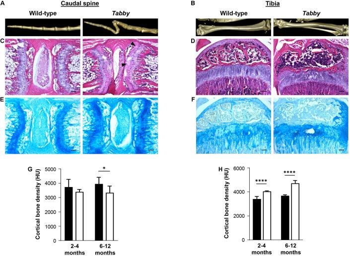 https://cdn.ncbi.nlm.nih.gov/pmc/blobs/3efe/8385758/8facc0ed68a8/fgene-12-709736-g002.jpg