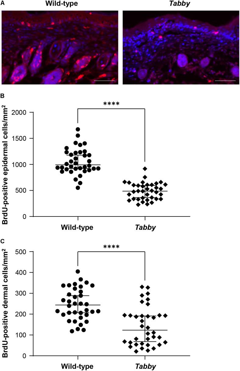 https://cdn.ncbi.nlm.nih.gov/pmc/blobs/3efe/8385758/95f4423a4793/fgene-12-709736-g004.jpg