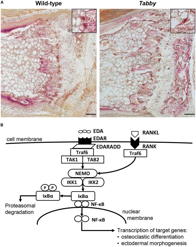 https://cdn.ncbi.nlm.nih.gov/pmc/blobs/3efe/8385758/d944644e9db9/fgene-12-709736-g003.jpg