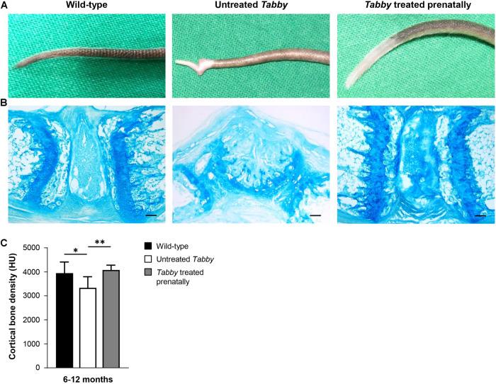 https://cdn.ncbi.nlm.nih.gov/pmc/blobs/3efe/8385758/ff690f5627e8/fgene-12-709736-g006.jpg