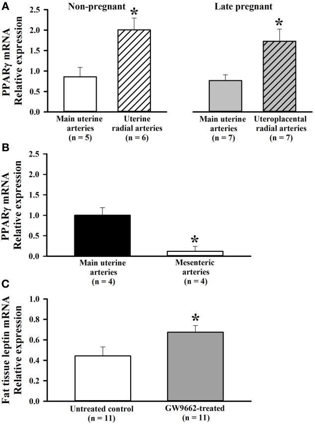 https://cdn.ncbi.nlm.nih.gov/pmc/blobs/3eff/3719025/9a057a592138/fphys-04-00184-g0001.jpg