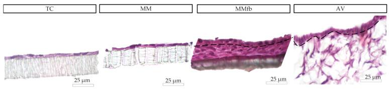 https://cdn.ncbi.nlm.nih.gov/pmc/blobs/3f00/10377977/630f27738e4f/cells-12-01843-g008.jpg