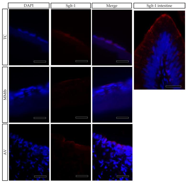 https://cdn.ncbi.nlm.nih.gov/pmc/blobs/3f00/10377977/fc1cc727929b/cells-12-01843-g012.jpg