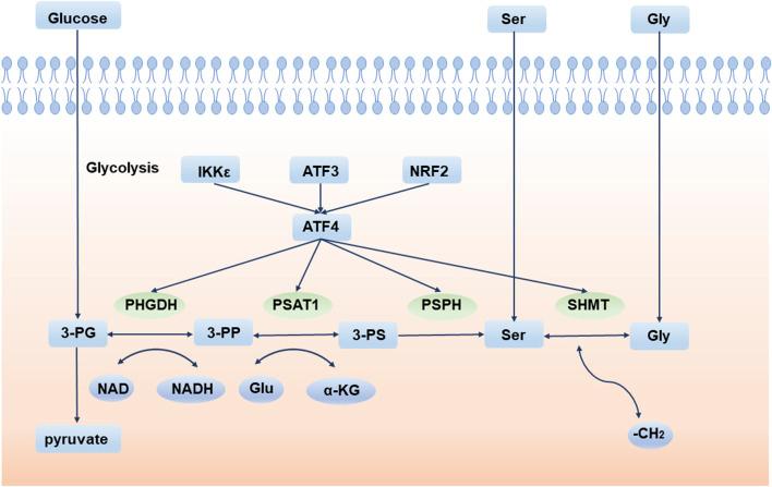 https://cdn.ncbi.nlm.nih.gov/pmc/blobs/3f01/9868472/cc81c97d285e/fgene-13-1084609-g001.jpg