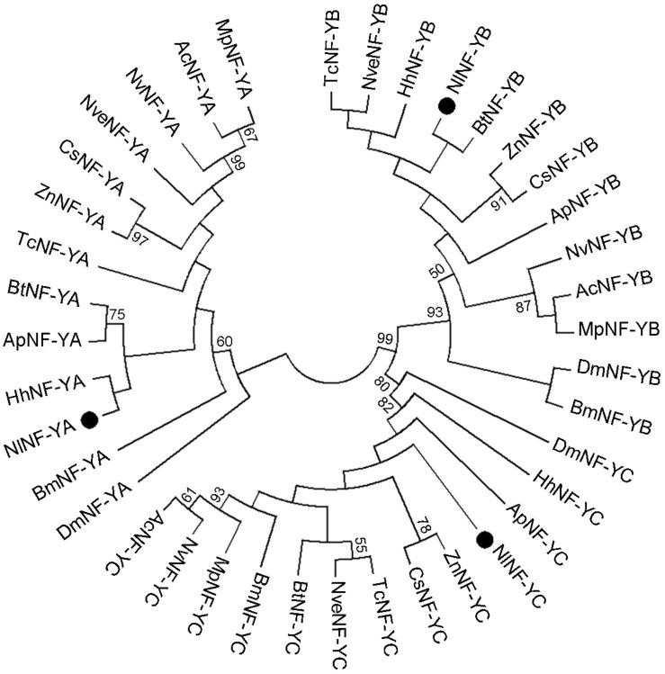 https://cdn.ncbi.nlm.nih.gov/pmc/blobs/3f04/7670041/e8cf5f6bb173/fgene-11-585320-g001.jpg