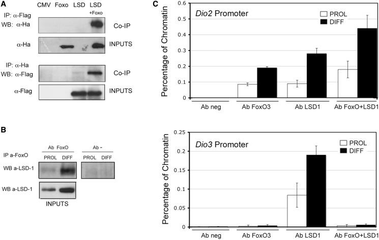 https://cdn.ncbi.nlm.nih.gov/pmc/blobs/3f08/3616708/230b16fe2eba/gkt065f5p.jpg