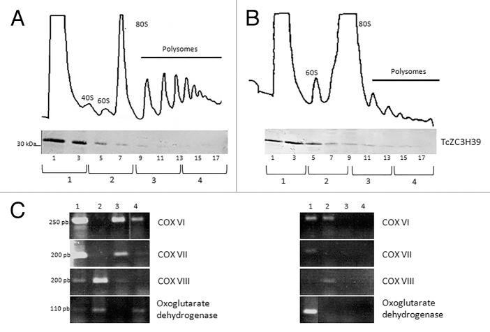 https://cdn.ncbi.nlm.nih.gov/pmc/blobs/3f09/4179965/a7806cf1a326/rna-11-921-g5.jpg