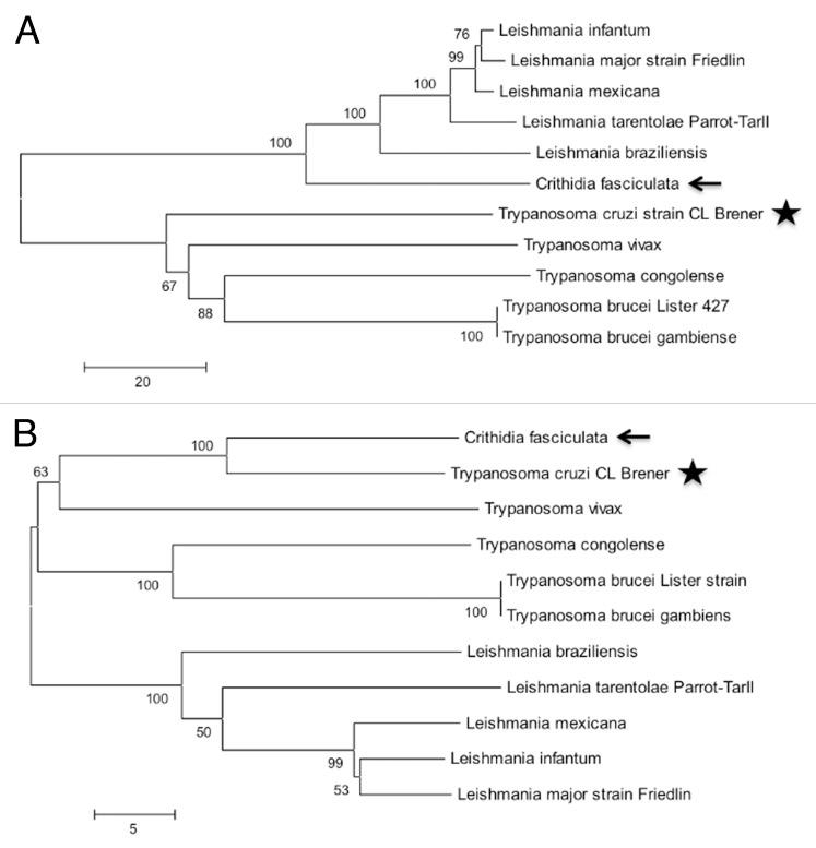 https://cdn.ncbi.nlm.nih.gov/pmc/blobs/3f09/4179965/b6004e29be54/rna-11-921-g1.jpg