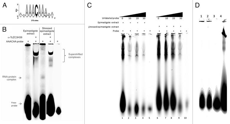 https://cdn.ncbi.nlm.nih.gov/pmc/blobs/3f09/4179965/ecbe6e8b38b1/rna-11-921-g7.jpg