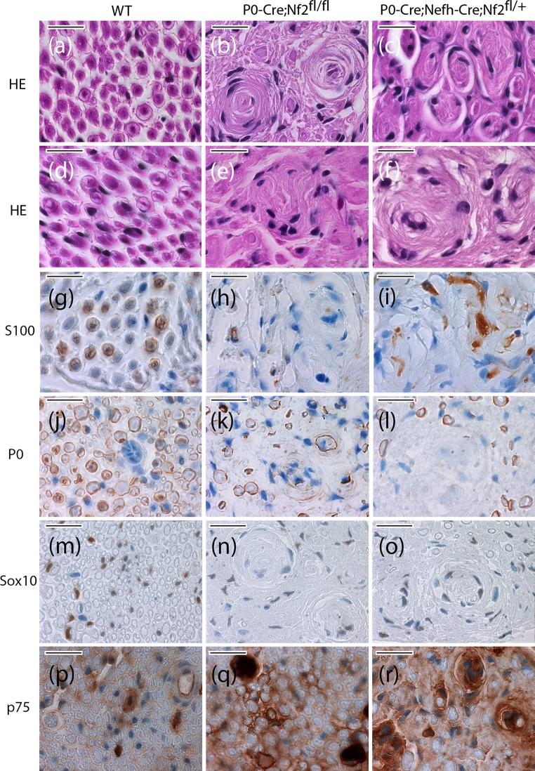 https://cdn.ncbi.nlm.nih.gov/pmc/blobs/3f0a/4947119/1224074246f5/401_2016_1583_Fig2_HTML.jpg
