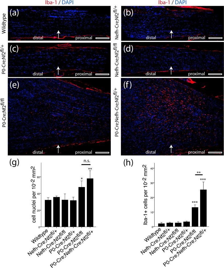 https://cdn.ncbi.nlm.nih.gov/pmc/blobs/3f0a/4947119/123bf9d99c02/401_2016_1583_Fig7_HTML.jpg