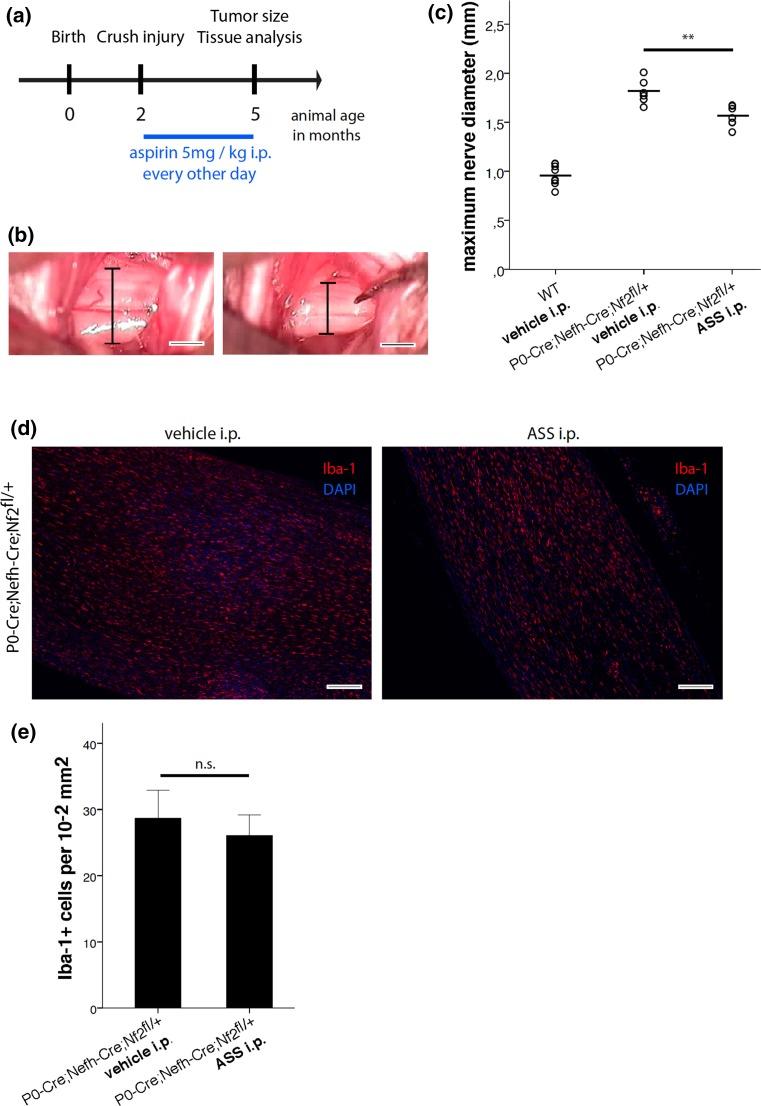 https://cdn.ncbi.nlm.nih.gov/pmc/blobs/3f0a/4947119/88fd53a911e6/401_2016_1583_Fig9_HTML.jpg