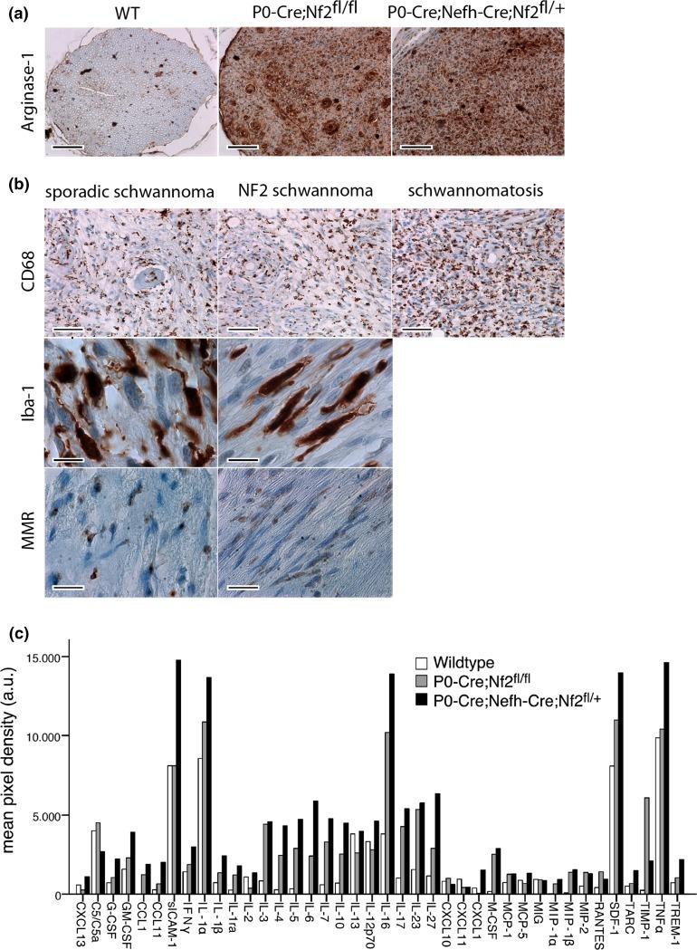 https://cdn.ncbi.nlm.nih.gov/pmc/blobs/3f0a/4947119/d02f4bc2bdd7/401_2016_1583_Fig8_HTML.jpg