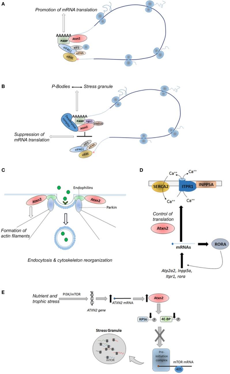 https://cdn.ncbi.nlm.nih.gov/pmc/blobs/3f0c/5601978/d32bd91d6380/fneur-08-00472-g004.jpg