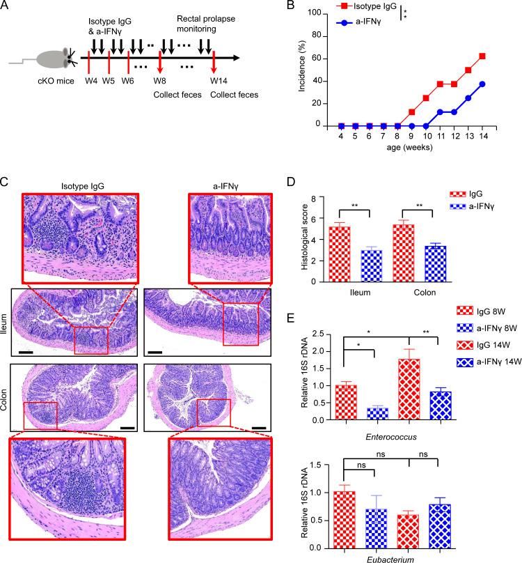 https://cdn.ncbi.nlm.nih.gov/pmc/blobs/3f0c/9440727/ed2a95f6b52e/JEM_20211861_Fig6.jpg