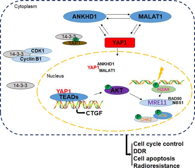 https://cdn.ncbi.nlm.nih.gov/pmc/blobs/3f0d/8810793/8477a667cc96/41419_2022_4554_Fig8_HTML.jpg