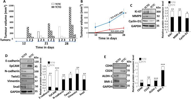 https://cdn.ncbi.nlm.nih.gov/pmc/blobs/3f0e/11794577/747fc2c2d932/41598_2025_87808_Fig5_HTML.jpg