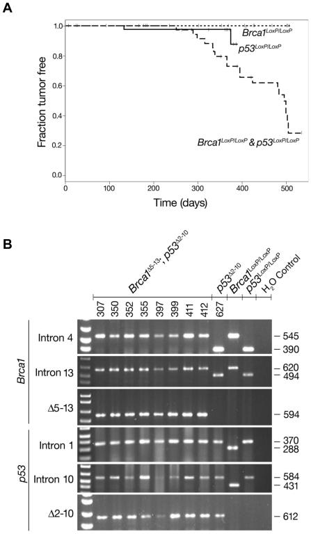 https://cdn.ncbi.nlm.nih.gov/pmc/blobs/3f14/2796165/30e2f48fd057/pone.0008404.g002.jpg