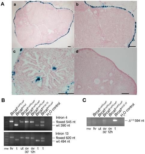 https://cdn.ncbi.nlm.nih.gov/pmc/blobs/3f14/2796165/f556d363999c/pone.0008404.g001.jpg