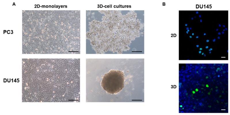 https://cdn.ncbi.nlm.nih.gov/pmc/blobs/3f15/6406374/bf962b0a30db/cells-08-00143-g001.jpg