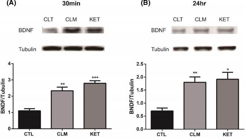 https://cdn.ncbi.nlm.nih.gov/pmc/blobs/3f16/6328878/51a0730e43aa/bsr-39-bsr20181539-g6.jpg