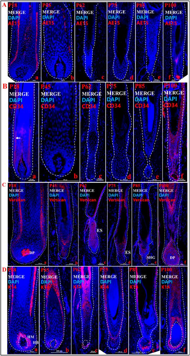 https://cdn.ncbi.nlm.nih.gov/pmc/blobs/3f1a/11464431/a315bd942e40/fcell-12-1361485-g003.jpg
